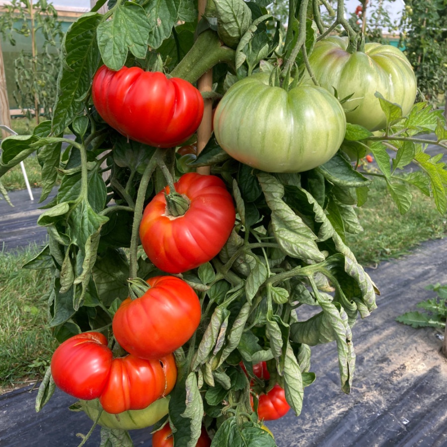 Tomato Bountiful